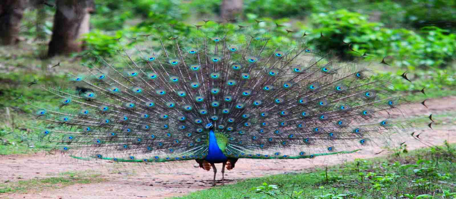 Jungle Safari - National bird of India